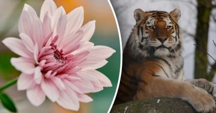 Китайський гороскоп на завтра 13 грудня: Тиграм - сварки, Собакам - занепокоєння