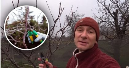 Не варто відкладати: експерт розкрив, чим зимова обрізка ефективніша за весняну