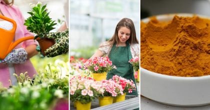 Навіть кволі квіти оживуть за добу: домашня підгодівля без хімії з трьох інгредієнтів