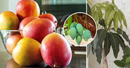 Як виростити вдома манго з розкішним листям: полив, підгодівля, боротьба з хворобами