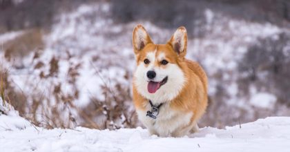 Україну скують морози до -8°С: названо дату різкого похолодання