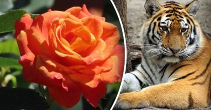 Китайський гороскоп на завтра 15 грудня: Тиграм - суперечки, Коням - драма