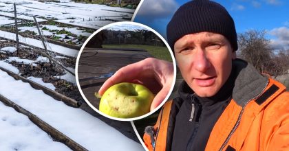 Сад "проснется" раньше соседского: секрет зимней подкормки от садовода