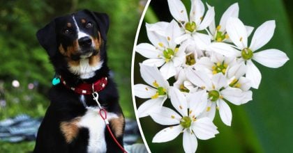 Китайский гороскоп на завтра 16 декабря: Лошадям - конфликты, Собакам - риск