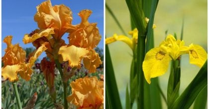 Природа удивила всех: летний цветок неожиданно расцвёл посреди зимы