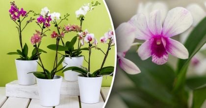 Орхидеи пышно зацветут весной: что нужно сделать уже сейчас