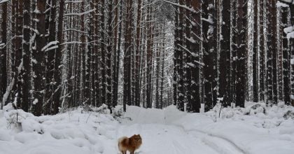 До 12 градусов мороза: названа точная дата похолодания в Украине