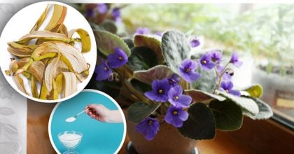 Фіалки "прокинуться" навіть узимку: просте домашнє підживлення без хімії