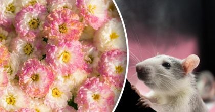 Китайский гороскоп на завтра 23 декабря: Крысам - конфликт, Быкам - нервы