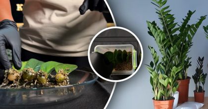 Як виростити "доларове дерево" з листка: домашній метод, який працює