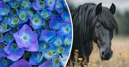 Китайський гороскоп на завтра 24 грудня: Коням - образи, Свиням - занепокоєння