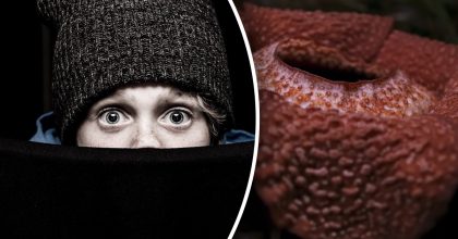 Что имеет самый ужасный запах в мире: ученые назвали неожиданных претендентов