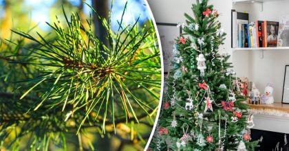 Выбрасывать точно не нужно: как с пользой использовать хвою от елки