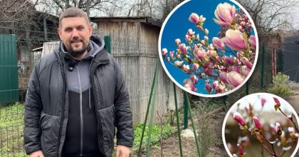 Магнолия без цветов: эксперт рассказал об основных ошибках садоводов