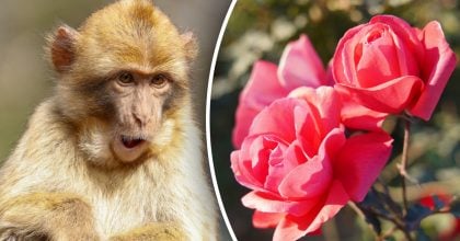 Китайский гороскоп на завтра 26 декабря: Змеям - испытания, Обезьянам - потери