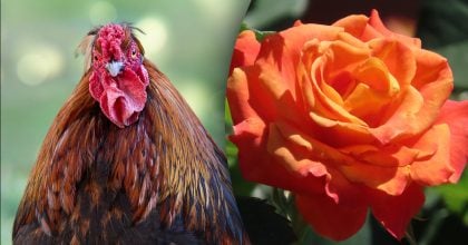 Китайский гороскоп на завтра 27 декабря: Собакам - вина, Петухам - проблемы