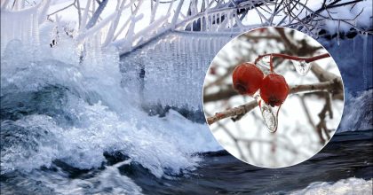 Морози до -30: які рослини в саду постраждають першими і як їх врятувати