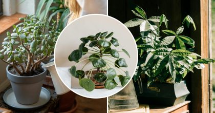 Залучають щастя та добробут: 5 кімнатних рослин, які принесуть удачу в Новому році