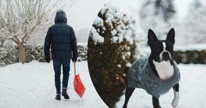 Как избавиться от льда во дворе и не убить растения