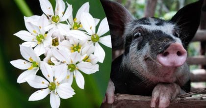 Китайский гороскоп на сегодня 30 декабря: Драконам - разочарование, Свиньям - проблемы