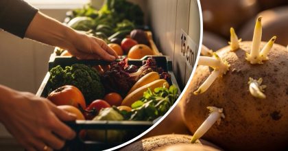 Замість сіток і мішків: як проста конструкція збереже врожай овочів до весни