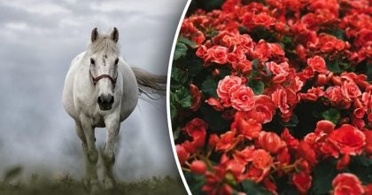 Китайский гороскоп на завтра 31 декабря: Лошадям - конфликт, Козлам - обиды