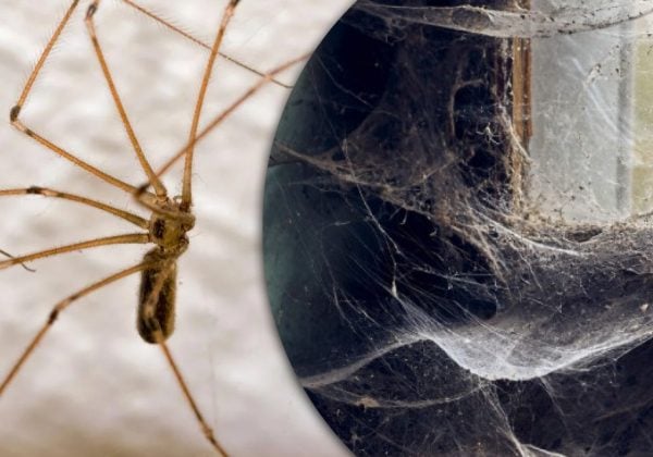 Почему на окнах много пауков и что это предвещает по народным приметам