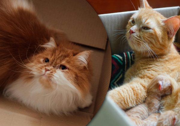 Почему коты на самом деле любят картонные коробки: ответ многих удивит