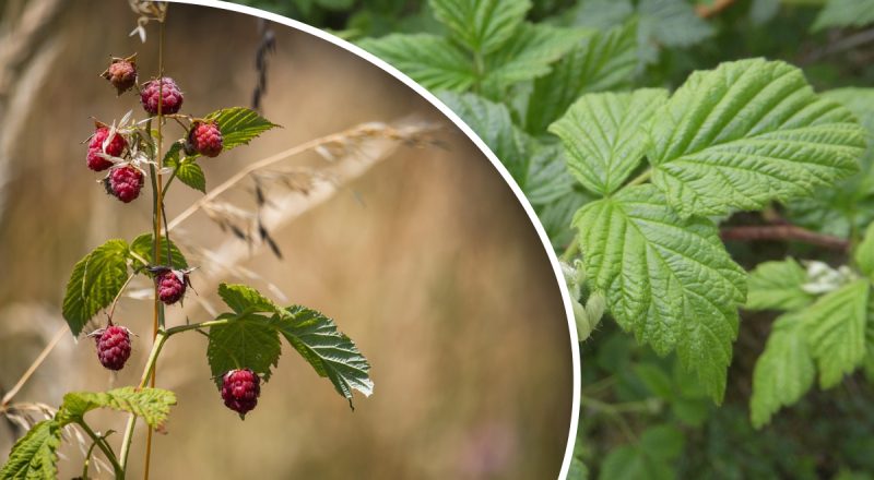 Еще не поздно: как и зачем пригибать малину на зиму