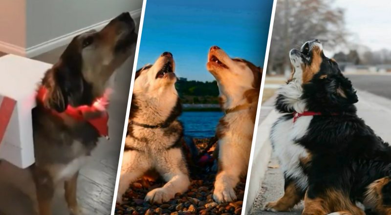 Почему собаки воют на сирену: ветеринар назвала причины