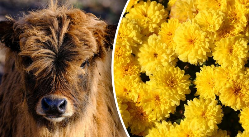 Китайський гороскоп на сьогодні 4 грудня: Бикам - сварки, Зміям - занепокоєння