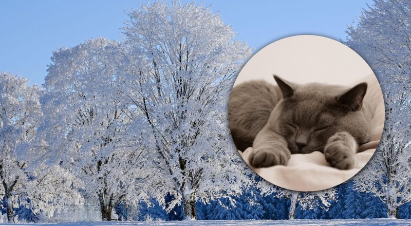 Домашние синоптики: как коты предсказывают погоду