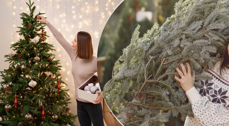 Жива ялинка стоятиме довго та не обсиплеться: як продовжити життя новорічного дерева