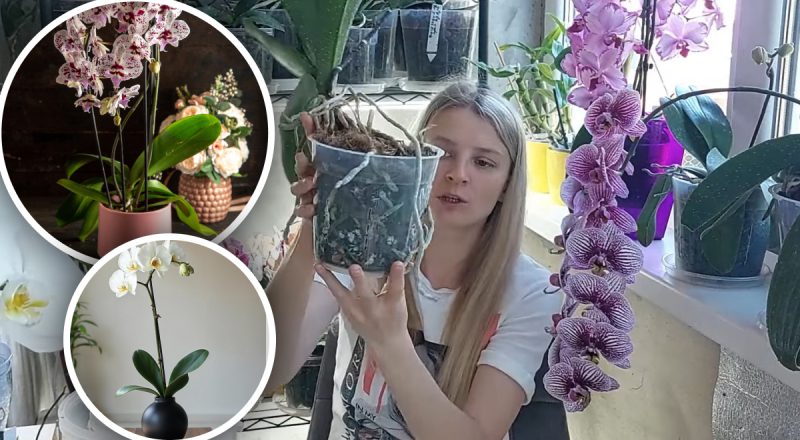 Не все горшки подходят: эксперт рассказала, куда не стоит сажать орхидеи