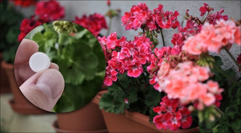 Как заставить герань цвести зимой: поможет одна дешевая таблетка из аптечки