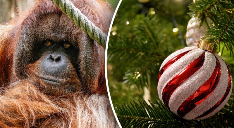 Китайский гороскоп на сегодня 7 декабря: Змеям - потрясения, Обезьянам - проблемы