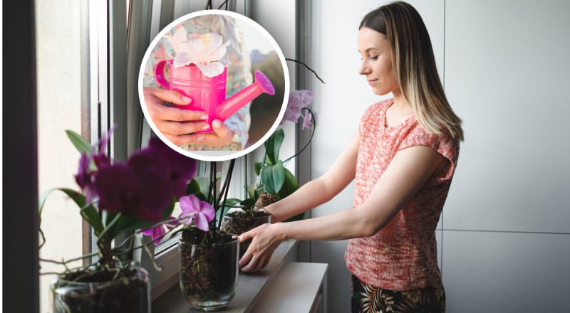 Как правильно поливать орхидеи, чтобы они цвели дольше: три метода флористов