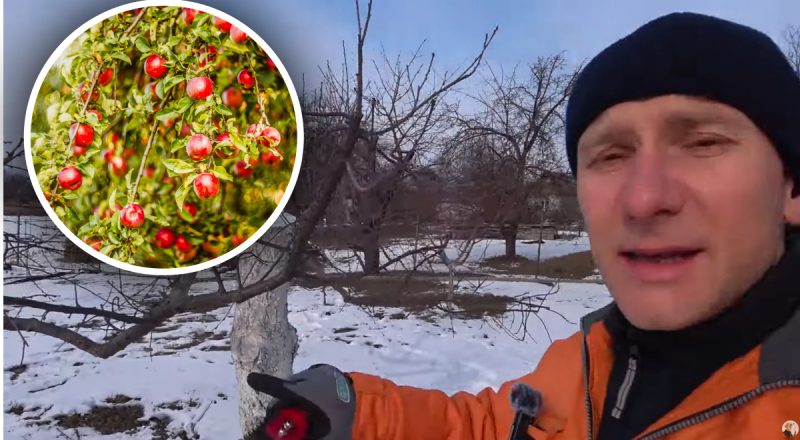 Омоложение старых плодовых деревьев: три простых шага, которые вернут урожайность