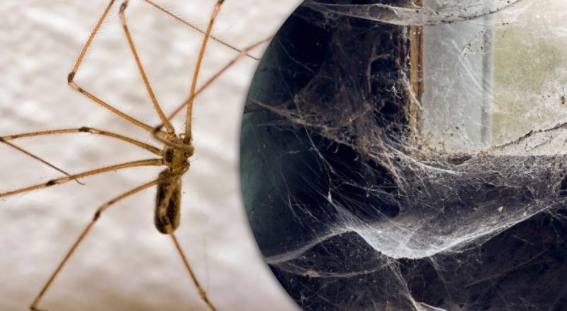 Почему на окнах много пауков и что это предвещает по народным приметам