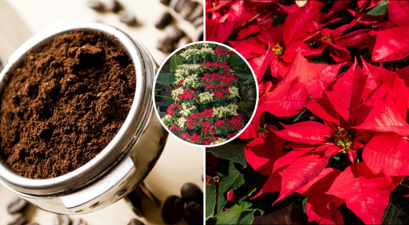 "Рождественская звезда" засияет еще ярче: как подкормить пуансеттию кофе