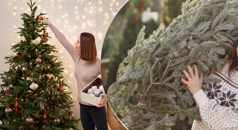Правда о новогодней елке раскрыта: почему именно она стала символом праздника