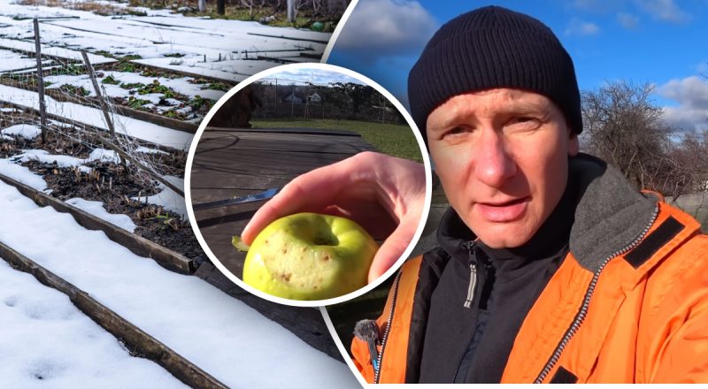 Сад "проснется" раньше соседского: секрет зимней подкормки от садовода