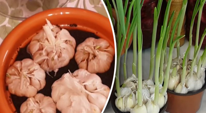 Свіжа зелень цілий рік: як вирощувати часник на підвіконні