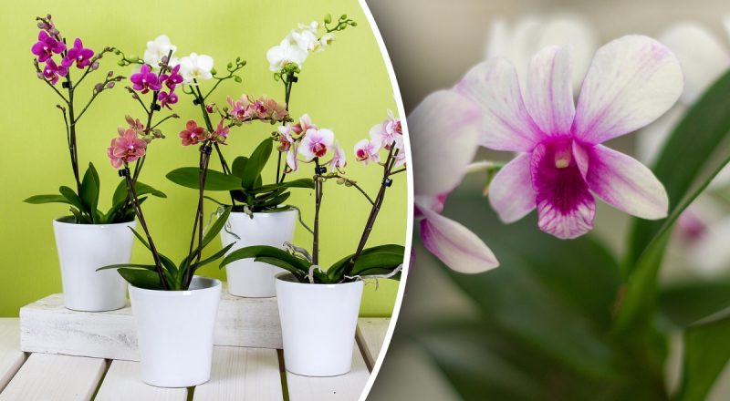 Орхідеї пишно зацвітуть навесні: що потрібно зробити вже зараз