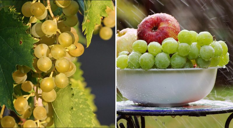 Лідер за пестицидами: яку ягоду потрібно мити особливо ретельно