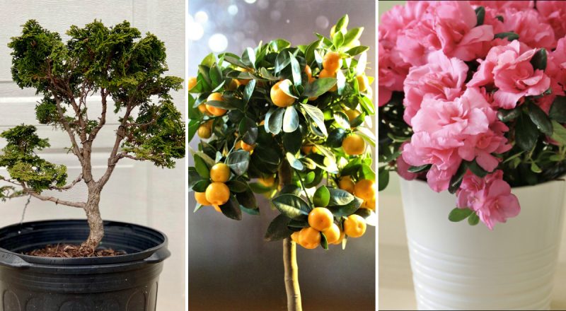 Будет вау-эффект: что подарить на Рождество тем, у кого всё есть