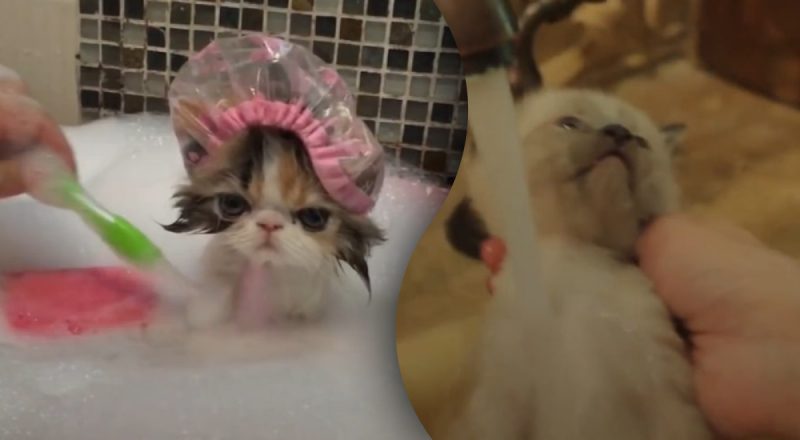 Как часто надо купать кота: ответ удивит даже опытных хозяев