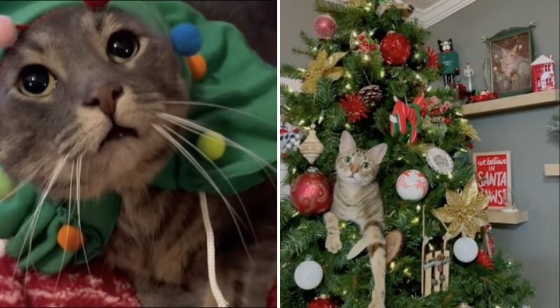 Чем опасна ёлка для кошек: как пережить Рождество вместе с пушистым другом