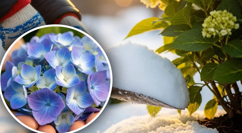 Гортензия "не простит": какая зимняя манипуляция может "убить" бутоны