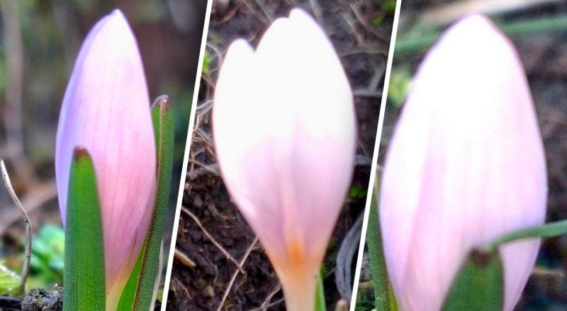 "Факт уникален": в Одесской области зацвело редкое растение